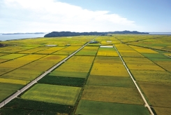rice field